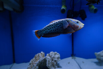 The vibrant queen coris (Coris formosa), also known as the sand wrasse in the aquarium