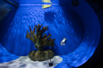 The longhorn cowfish in the aquarium