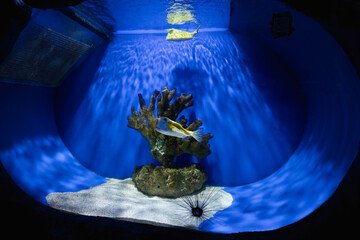 The longhorn cowfish in the aquarium