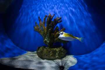The longhorn cowfish in the aquarium