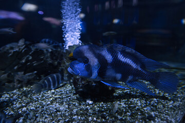 The humphead cichlid fish in the aquarium