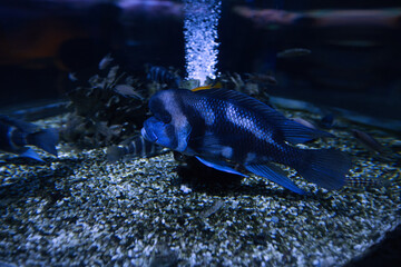 The humphead cichlid fish in the aquarium