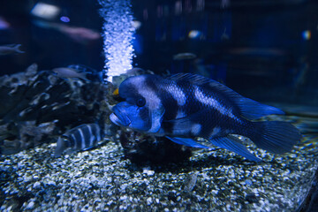 The humphead cichlid fish in the aquarium