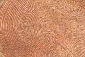 Close-up of a tree trunk cross-section exhibiting annual growth rings. The rings vary in size and...