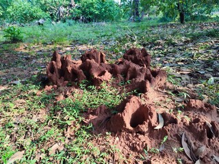 Fototapeta premium brown, large, anthills built by termites in an Indian park against a background of green grass and thickets of trees