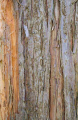 Beautiful close-up of the bark of metasequoia glyptostroboides