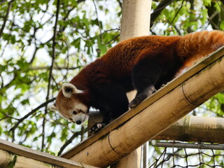 Obraz premium Panda roux zoo animal