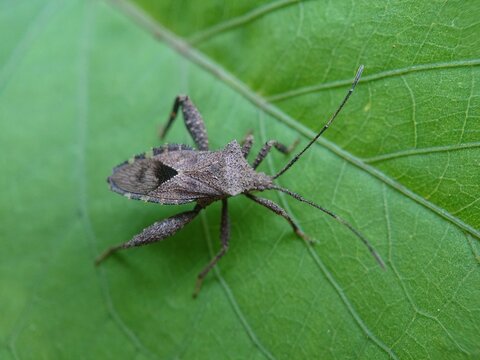 Acanthocephala terminalis is a species of leaf-footed bug in the family Coreidae