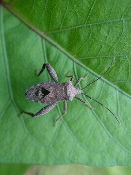 Acanthocephala terminalis is a species of leaf-footed bug in the family Coreidae