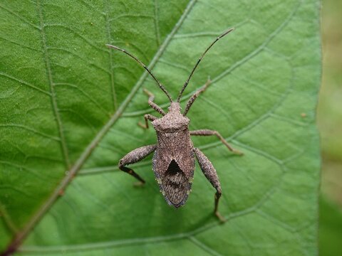 Acanthocephala terminalis is a species of leaf-footed bug in the family Coreidae.