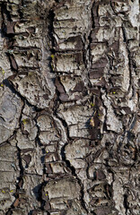 Beautiful close-up of the bark of pyrus regelii