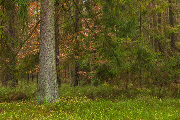 Forest in the Kashubian Landscape Park, autumn season. Kamien, Poland.