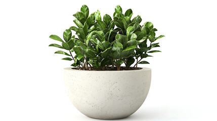 A potted plant sits in a white ceramic bowl
