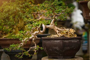 A bonsai plant with a very beautiful branch and leaf structure.
