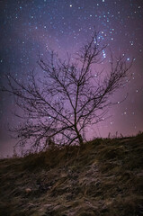 Night time photos of trees