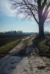road in the forest