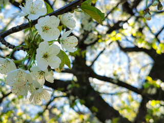 Arbre en fleur qui annonce le début du printemps