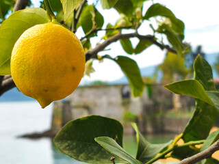 Citron mûr sur un citronnier 