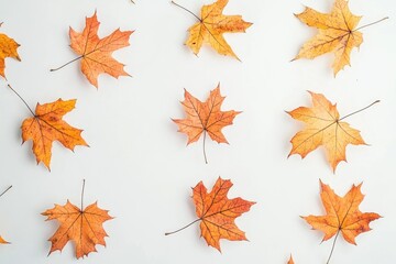 Fototapeta premium A cluster of bright orange and yellow leaves on a white background