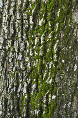Obraz premium Mossy bark, perfect for a natural abstract theme background