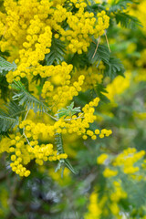 Mimosa flower background. Yellow blossom banner. Shallow depth of field. Concept spring holidays, Women&rsquo;s Day, Easter
