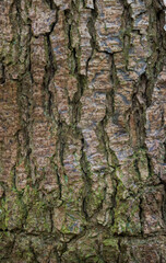 Beautiful close-up of the bark of alnus glutinosa