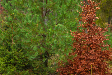 Forest in the Kashubian Landscape Park, autumn season. Kamien, Poland.