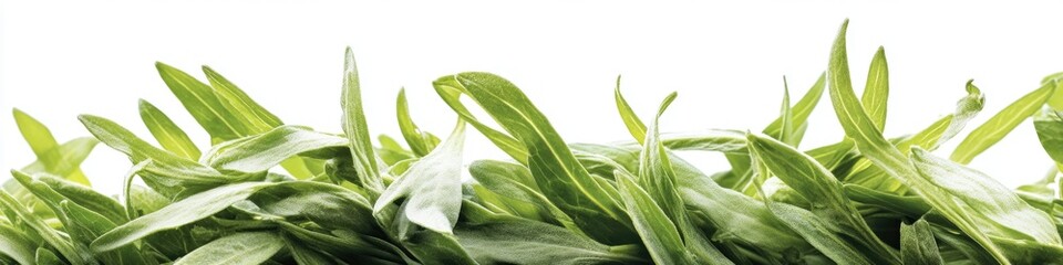 A close-up view of a variety of green plants, ideal for use in illustrations about nature, gardening or environmental topics