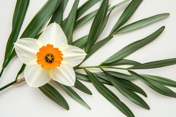 Fototapeta premium A close-up shot of a single white flower with a bright yellow center