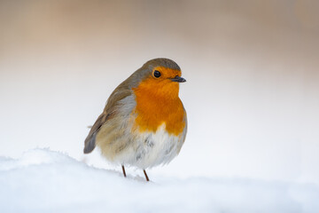 robin on snow