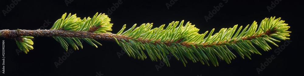 Aufkleber a close-up shot of a pine tree branch with needles and cones