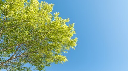 Fresh green tree canopy against a clear blue sky. Ideal for nature, environmental themes, or backgrounds