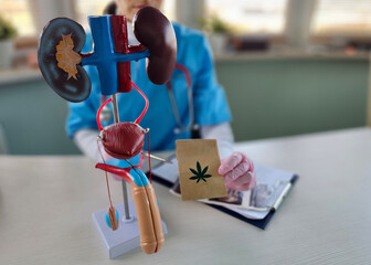 Doctor male reproductive system and marijuana . Effects of smoking weed on men health concept