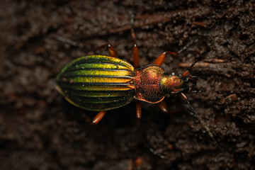 Golden Ground Beetle (Carabus auronitens), dorsal portrait, Belgium
