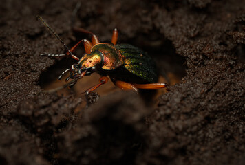 Golden Ground Beetle (Carabus auronitens), Belgium