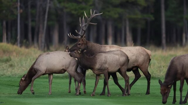 Bull elk bugling during the rut in Banff National Park, Canada. 
