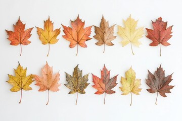 Fototapeta premium A collection of colorful leaves arranged on a white surface