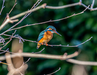 Kingfisher on branch