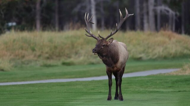 Bull elk bugling during the rut in Banff National Park, Canada. 