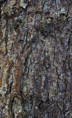 Beautiful close-up of the bark of corylus colurna