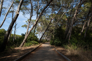 Obraz premium Lonely path in a nature park among big trees