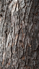 Texture of the brown bark of a pine trunk