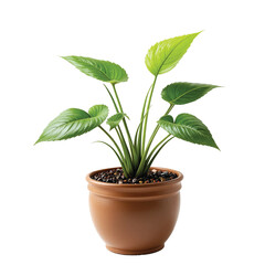 Obraz premium Decorative monstera tree planted white ceramic pot isolated on white background. 