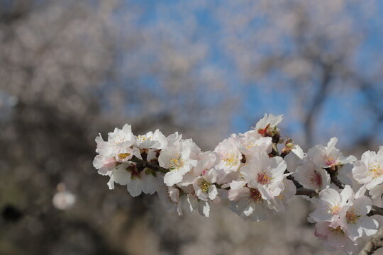 frutales en flor almendro cerezos fruta temporada primavera