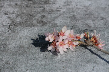 flor almendro sobre fondo hormigon