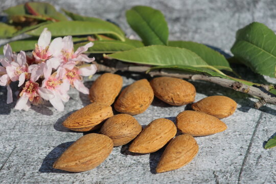 almendras cascara flor hojas verdes 