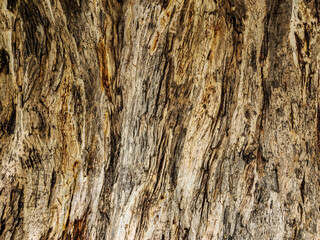 The texture of old tree bark with deep cracks and preserved patterns. Rich palette of brown, beige and dark shades