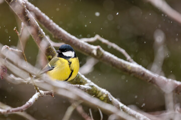 great tit parus major