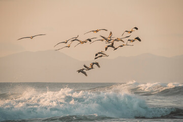 pelican birds hovering above the ocean pretty sunset golden hour avian costa rica