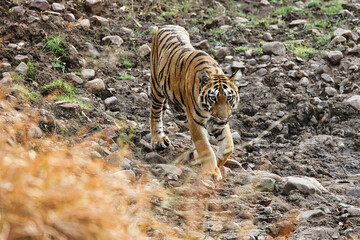 One of the Most Bold and Ferocious Majestic Male Tiger head on shot while walking in the forest area at Tadoba National Park, Maharashtra, Indian Royal Bengal Tiger, panthera Tigris. This Photo can be